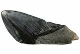 Giant, Fossil Megalodon Tooth Paper Weight #144392-1